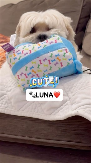 CUTE LUNA 🥰🐾 #shichon #zuchon #cutedog #shortsvideo #doglife #love #fypシ #happydog #funnydog