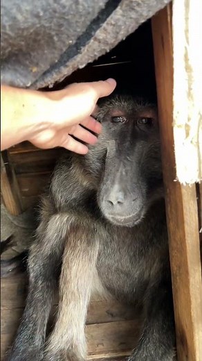 Cindy the baboon loved her human brother 🥰 #animalshorts