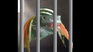 Shark Puppet ✪ on Instagram: "Gimme some room I’m bouta shoot 💥 -Song: 6ix9ine - Waka ft. A boogie wit da hoodie - @akadmiks - - @6ix9ine - _ Backup: @the.shark.puppet_v.2 - - - #meme #memes #dankmeme #dankmemes #edgy #edgymemes #doggo #offensivememes #communism #marvel #lilpump #despacito #roblox #minecraft #earrape #hood #hoodclips #cringe #fortnite #shark #sharkpuppet #comedy #xbox #epic #victoryroyale #puppet #juicewrld #6ix9ine #rap"