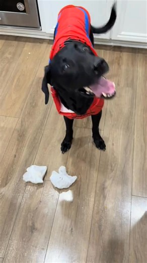 dogmom #labrador #prayer #dogsoftiktok #labradorretriever #pray #praying #godisgood #godisgreat #treats #april #spiderdog #dog #dogsofttiktok #blessed @BudTheBlackLab | Haley Buckland