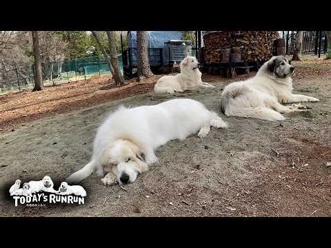 Alan, Belle, and Lily took a nap together because the weather was nice. (Great Pyrenees)