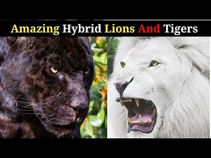 5 AMAZING Hybrid Big Cats That Actually Exist [Must Watch]| By Mr JAM Speaks