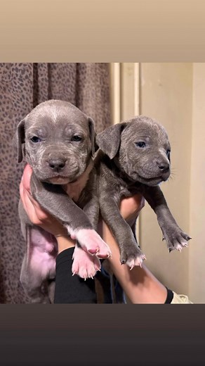 Cory Alan Hill on Reels