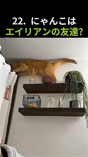 22 ニャンコは地球外生命体の友達? 냥이 친구는 외계인? Is your cat friend an alien?