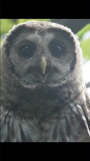 Baby owl sounds