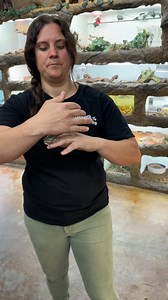 122K views · 3.6K reactions | Leap Frog with Tree Frogs | The Reptile Zoo | Facebook