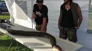 VIDEO: Man captures record 17-foot python in Florida hunt