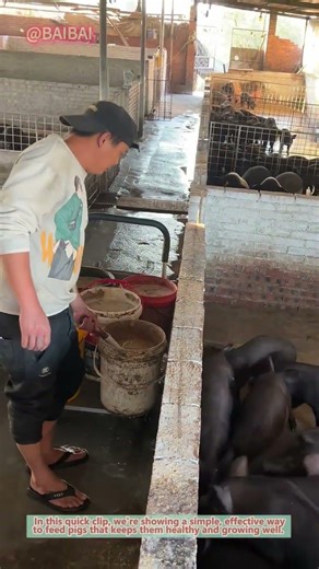 How to Feed Pigs the Right Way