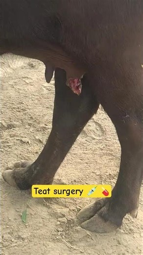 teat surgery in buffalo #medicaltreatment #veterinarypharmacist #youtubeshorts #virlshort
