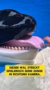 Ein Wal zeigt seine Zunge – niedlich und beeindruckend! 🐋💙 #Wal #Meerestiere #Niedlich #Viral #FYP #Ozean | Horizont im Blick