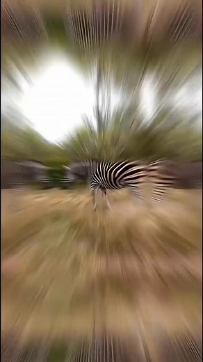 #viralpost2025シ amazing zebras. | The Daily Digest