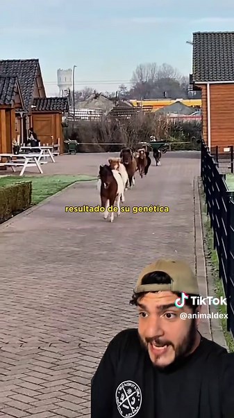 Animaldex (@animaldex) - La historia de los ponis: Tradiciones y curiosidades