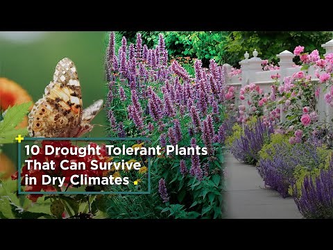 10 Great Drought Tolerant Plants That Can Survive Dry Climates