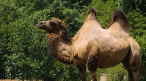 Close View Camel Looking Around On Stock Footage Video (100% Royalty-free) 1110106971 | Shutterstock