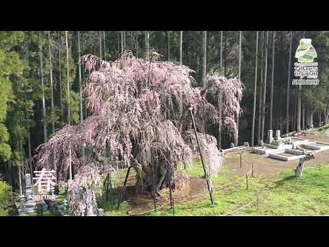 長野県高山村「春」
