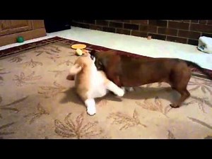 Corgi and Dachshund Playing