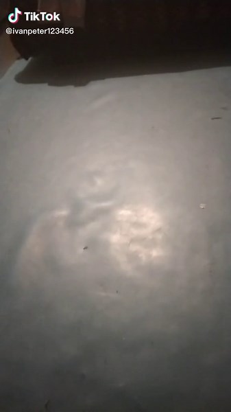 Agile Cat Jumping in Cozy Bedroom Setting