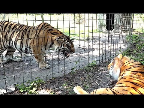 Real Tiger VS Fake Tiger