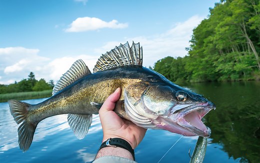 Walleye Fishing 101: How To Catch Walleye for Beginners