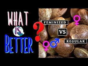 Feminized Seeds or Regular Seeds - Which is Better? And What's the Difference? (Instagram Question)