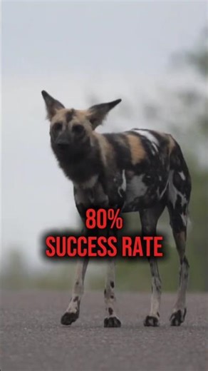 The African Wild Dog – Africa’s Most Efficient Hunter