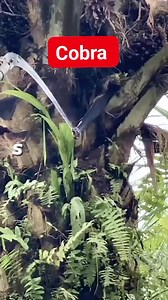 #short #video #malaysia cobra 🐍🐍 | Niyaz Ahmad