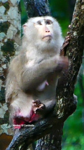 Abandoned Mother Monkey Living Alone in the Deep Forest After Her Children Left – Emotional Wildlife Story of Loneliness, Survival, and Strength in the Wild | Monkey Of Cambodia