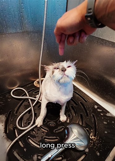 Max the Cat's Bath Time Transformation 🐾