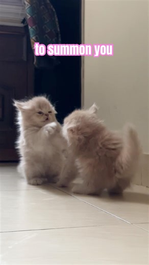 What three items would I use to summon you? #shorts #kitten #cutecat