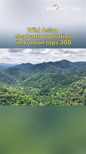 The wild Asian elephant population in southwest China's Yunnan Province, home to Asian elephants in China, has grown from 180 individuals in the 1980s to over 300 now. The number has kept increasing as a result of conservation efforts over the past few decades, according to the Yunnan Provincial Forestry and Grassland Bureau. #Trending #ChorusofLife | CCTV