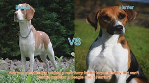 Beagle vs. Harrier: Choosing the Right Dog Breed for Your Family