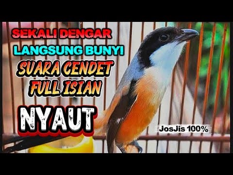 Masteran Burung CENDET Gacor Emosi full isian Pancingan Pikat
