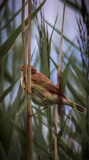 Reed warbler #dsouza_photograaphy_ # bird #birdlover #photography #nature
