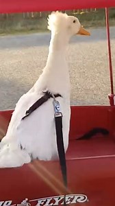 Behind the training regime of the most famous duck athlete. | The Pet Collective