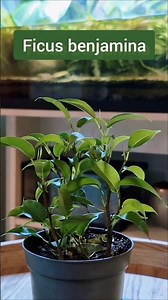 4 Plants That Thrive in Tropical Vivariums 🌿