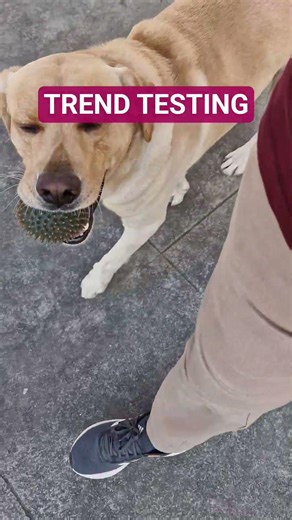 Trend Testing with Bruno ✨️🐶 #shorts #trending #bruno