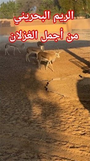 جمال لا يراه إلا عن قرب! اكتشف لماذا الريم البحريني هو الأجمل والأكثر تميزاً