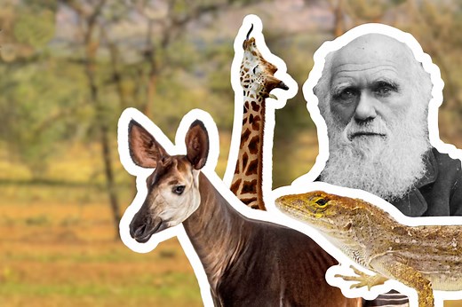 Natural Selection explained: How did giraffes evolve long necks?