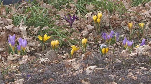 Proctor's Garden: Searching for signs of spring