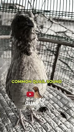 Common quail calling in cage #youtubeshorts #quailsound #batairkiawaz