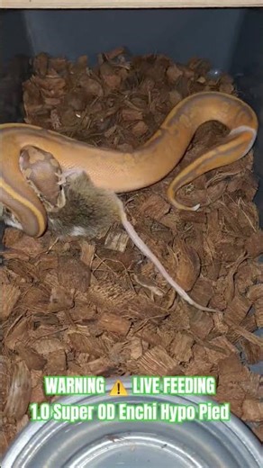 WARNING ⚠️ LIVE FEEDING #live #feedshorts #feeding #feedshort #shortvideo #shorts #short #python #bp