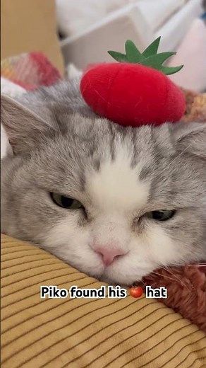 Artist Piko#cat #shorts