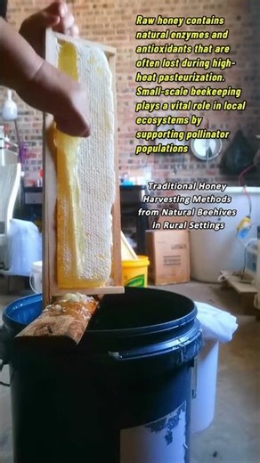 Traditional Honey Harvesting Methods from Natural Beehives in Rural Settings