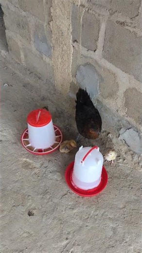 Élevage des poulets goliath 🐓 le début de mon aventure.