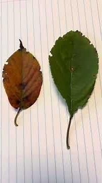 Science in Minutes - Looking at Leaves Under a Microscope!