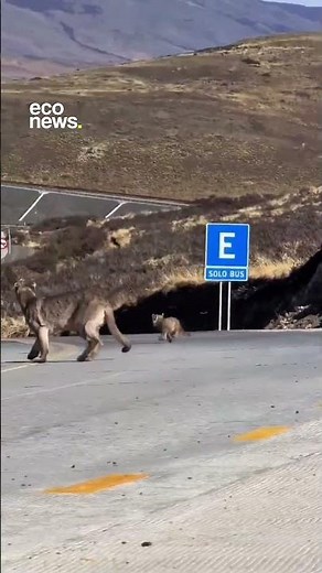 🐆 Una madre puma cruzó una carretera junto a sus dos cachorros en la Patagonia chilena.