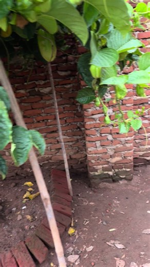 Exploring Pawpawdilla Fruit: A Unique Farming Journey