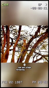 The leopard ambushes the baboon to take revenge | Animals Scenes