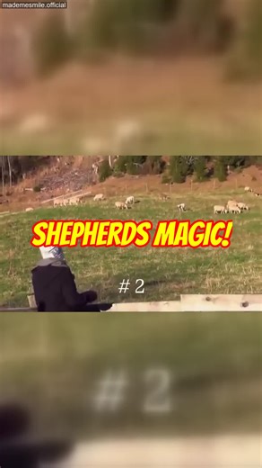 Three people tried calling the sheep using the shepherd’s call, but nothing happened. Then the shepherd himself called, and the whole flock came running instantly🥹 #smile #happy #wholesome #love