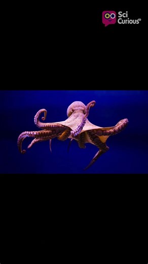 Octopuses That Play and Learn